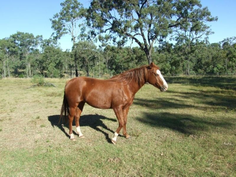 Groomsville QLD 4352