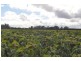 Pittsworth QLD 4356