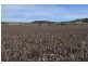 Mount Tyson QLD 4356