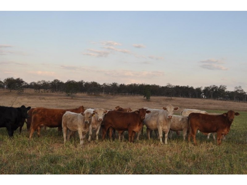 Willerren Wyreema Athol Road, Wyreema QLD 4352