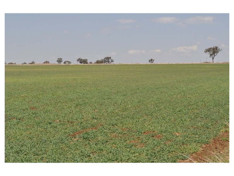 Willerren Wyreema Athol Road, Wyreema QLD 4352