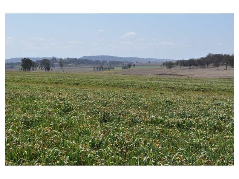 Willerren Wyreema Athol Road, Wyreema QLD 4352