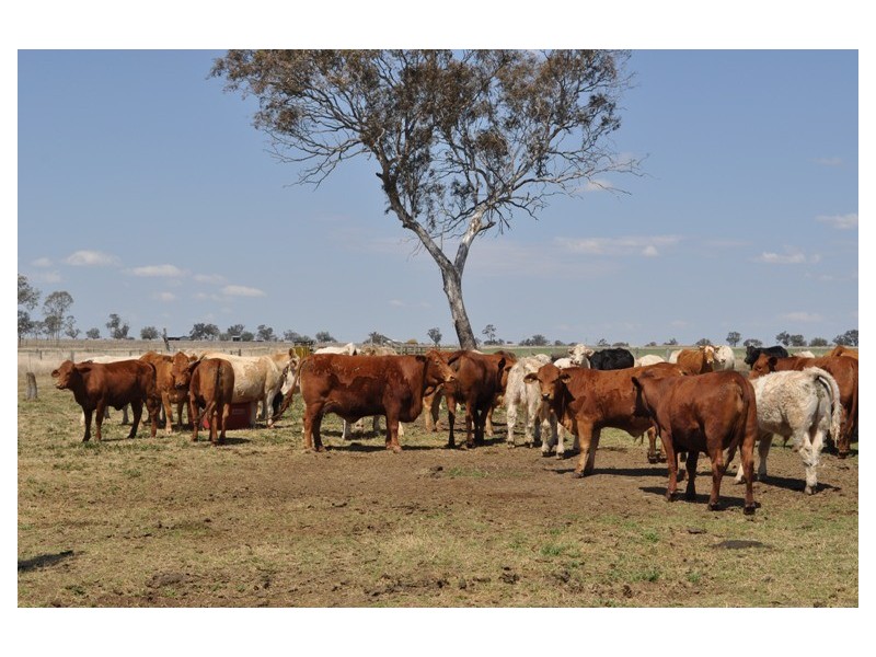 Willerren Wyreema Athol Road, Wyreema QLD 4352