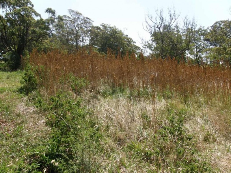 7 Guido Avenue, Blue Mountain Heights QLD 4350