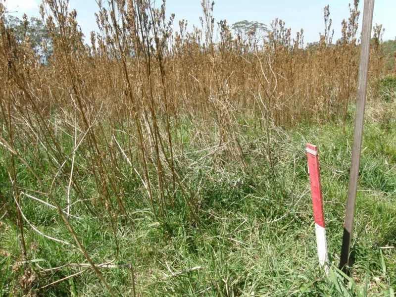 7 Guido Avenue, Blue Mountain Heights QLD 4350