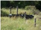 387 Muniganeen Road, Meringandan West QLD 4352