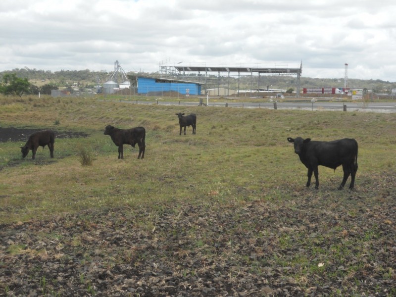 156 Heinemann Road, Wellcamp QLD 4350