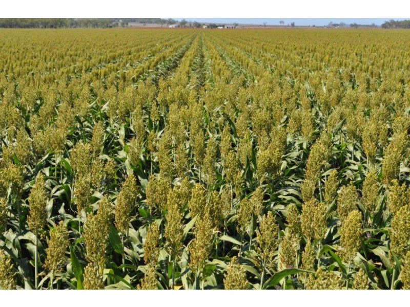 3460 Toowoomba Karara Road, Felton South QLD 4358