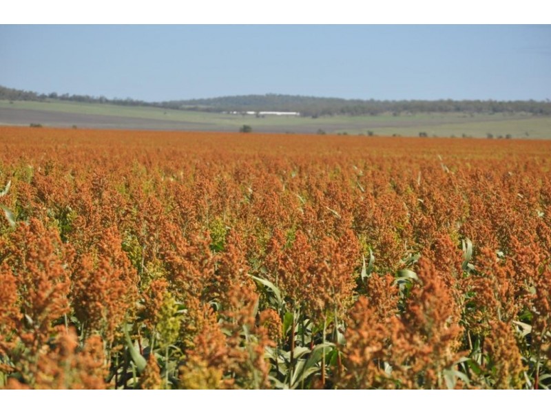 3460 Toowoomba Karara Road, Felton South QLD 4358