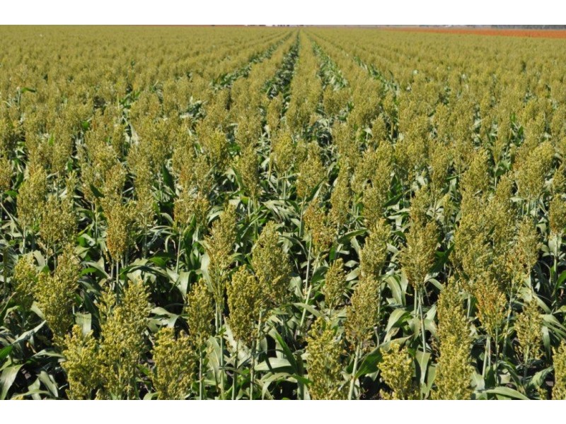 3460 Toowoomba Karara Road, Felton South QLD 4358