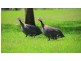 Toowoomba QLD 4350