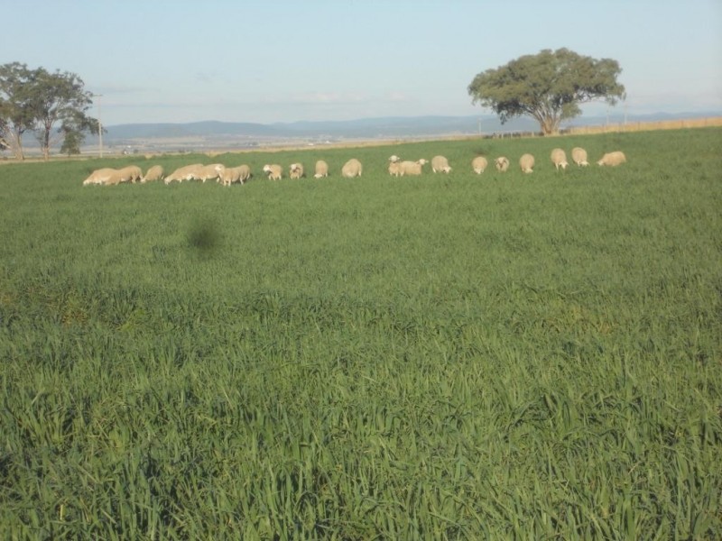 491 Doolan Road, Nobby QLD 4360