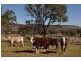 Pilton Grazing 410 Waldron Road, Pilton QLD 4361