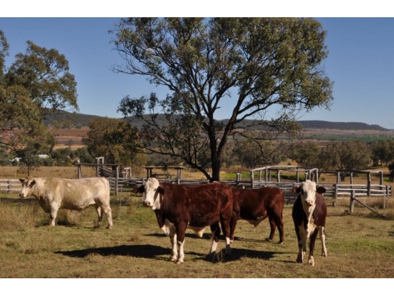 Pilton Grazing 410 Waldron Road, Pilton QLD 4361