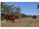 Pilton Grazing 410 Waldron Road, Pilton QLD 4361