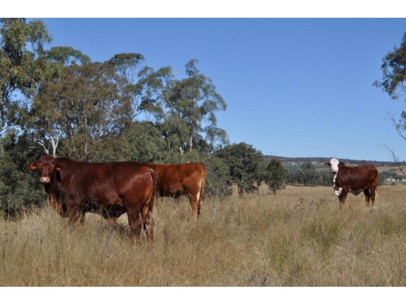 Pilton Grazing 410 Waldron Road, Pilton QLD 4361