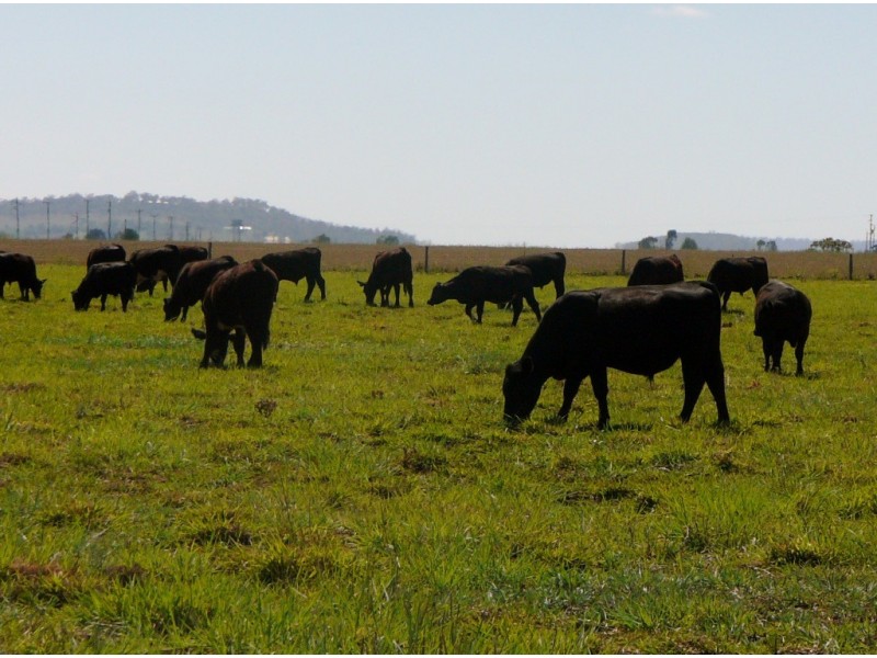 295 Umbiram Road, Wyreema QLD 4352