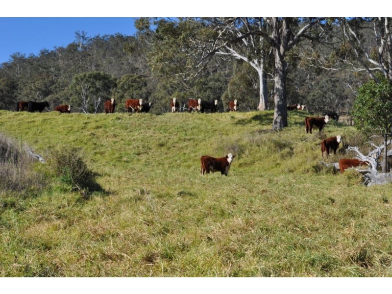 0 Macginley Road, Budgee QLD 4359