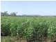 26 Boodua-Muniganeen Road, Boodua QLD 4401