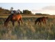 682 Wiemers Road, Broxburn QLD 4356