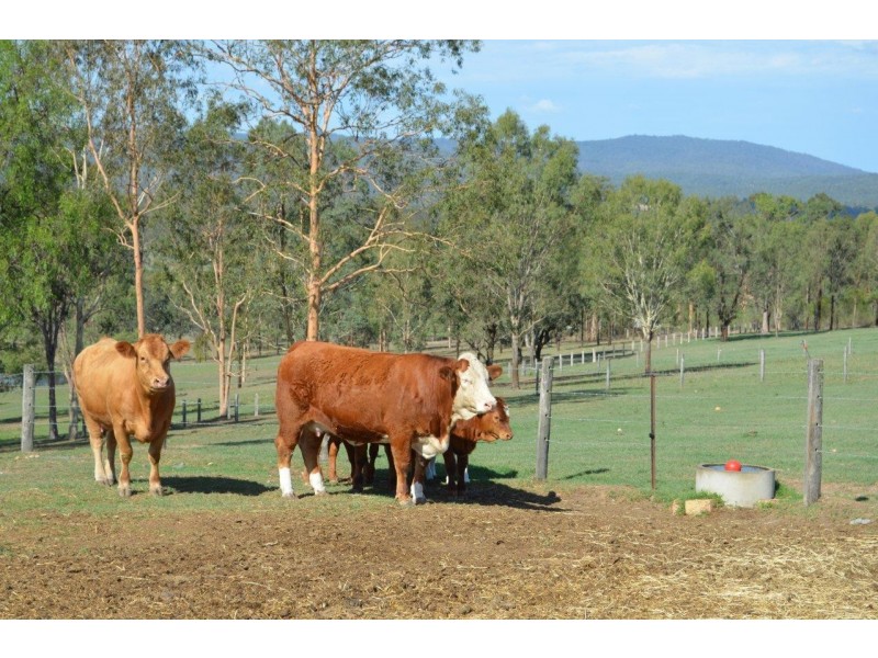 65 Ossian Street, Murphys Creek QLD 4352