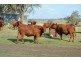 388 Berghoffers Road, Biddeston QLD 4401