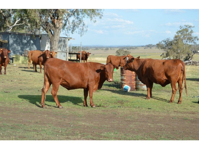 388 Berghoffers Road, Biddeston QLD 4401