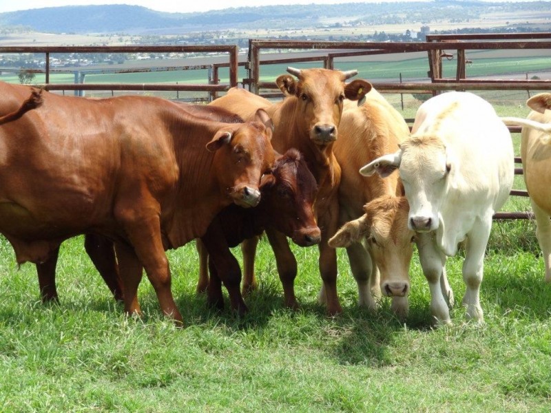 75 Love Road, Vale View QLD 4352