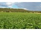 309 Avondale Road, Pittsworth QLD 4356