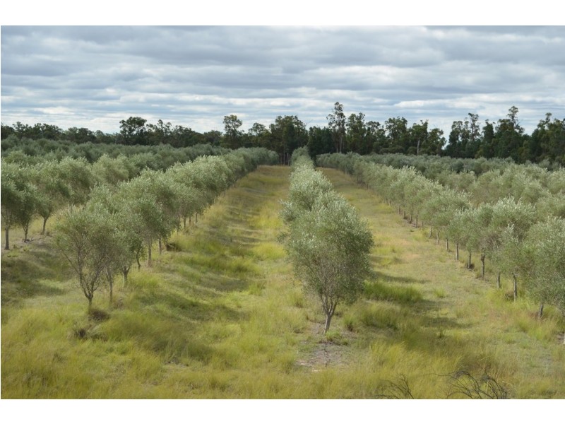 121 Spiers Creek Road, Stonehenge QLD 4357