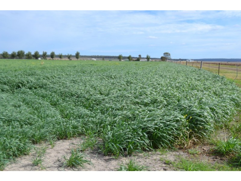 0 Dungannon Road, Elphinstone QLD 4361