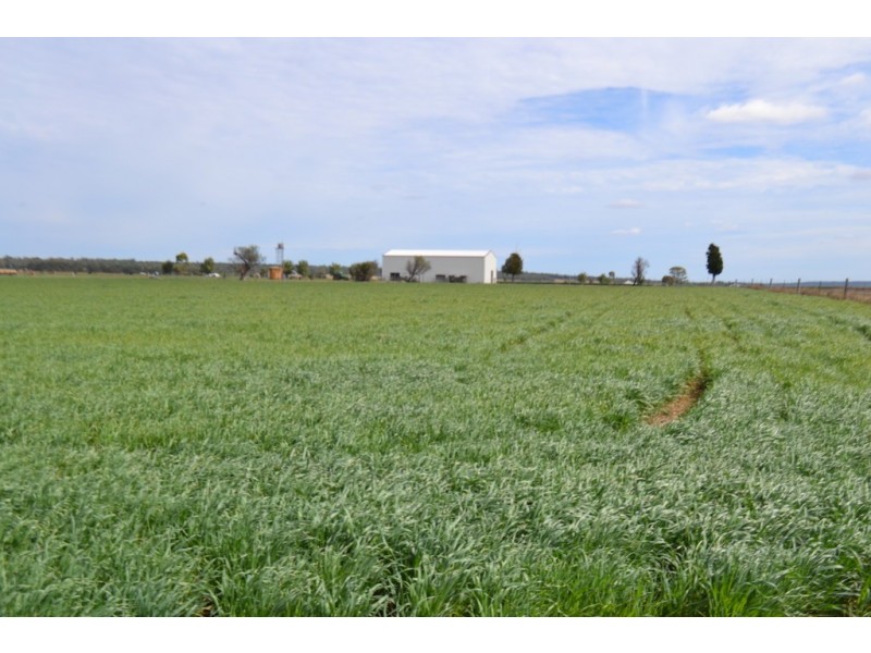 0 Dungannon Road, Elphinstone QLD 4361