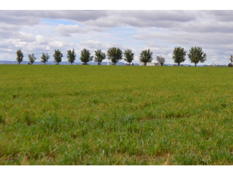 0 Dungannon Road, Elphinstone QLD 4361