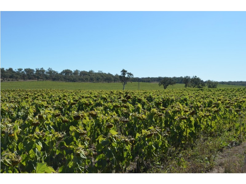 766 Umbiram Road, Umbiram QLD 4352