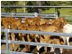 500 Cainbable Creek Road, Cainbable QLD 4285