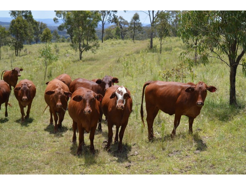 Lot 3-4 Halls Road, Goomburra QLD 4362