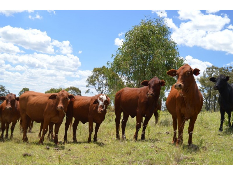 Lot 3-4 Halls Road, Goomburra QLD 4362