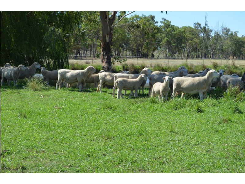 Karara QLD 4352