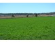 864 Oakey Pittsworth Road, Aubigny QLD 4401
