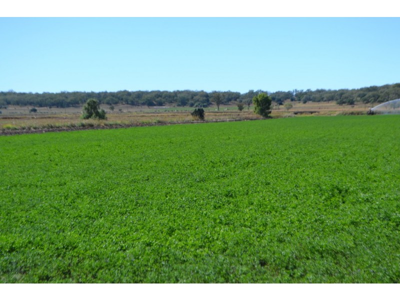 864 Oakey Pittsworth Road, Aubigny QLD 4401