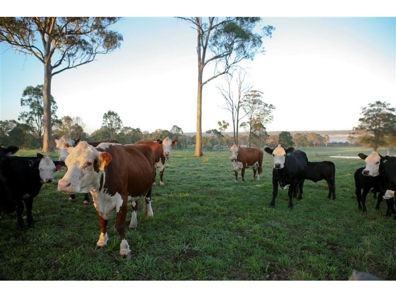 738 Cut Hill Road, Cobbitty NSW 2570