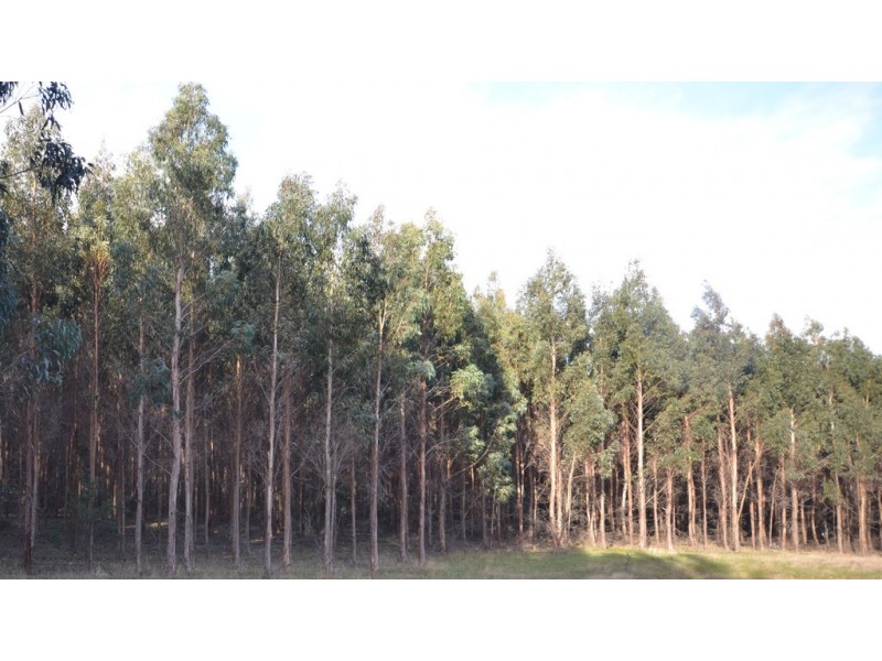 “Crick” Graveyard Hill Road, Raglan VIC 3373