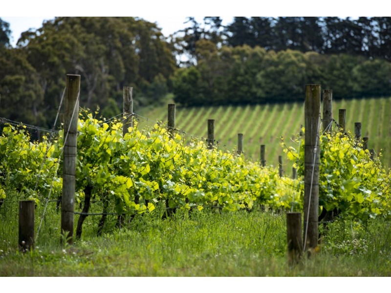 Lot 1 Sandstone Island, Bittern VIC 3918