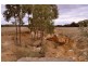 CA 8 Lennons Lane, Landsborough VIC 3384