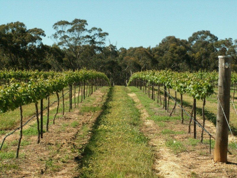 20 Morris Ln, Avoca VIC 3467