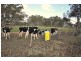 CA 1 Wolfs Lne, Avoca VIC 3467