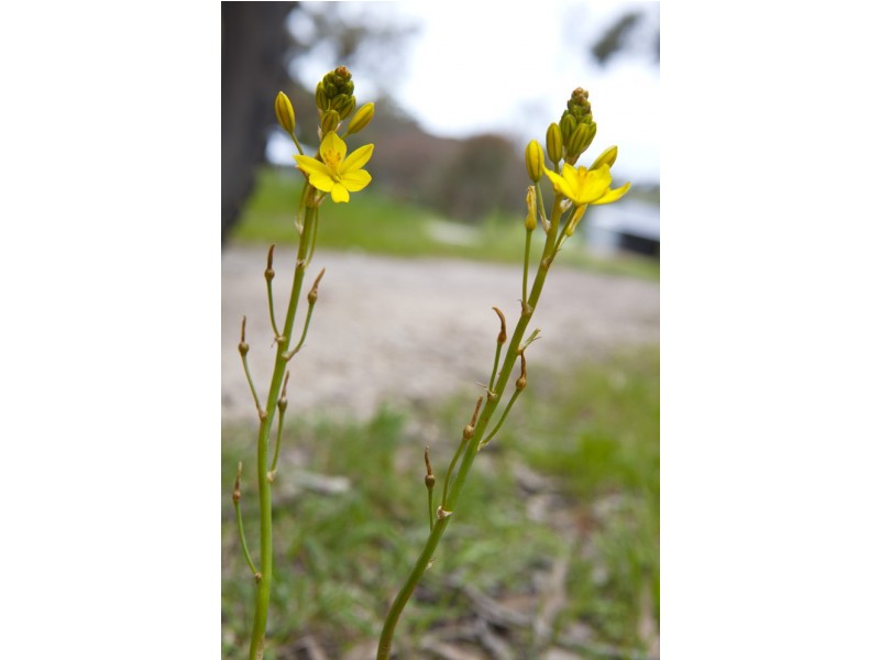 218 Dalgleishs Road, Beaufort VIC 3373