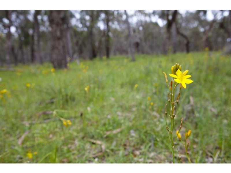 218 Dalgleishs Road, Beaufort VIC 3373
