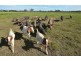 Springmount VIC 3364