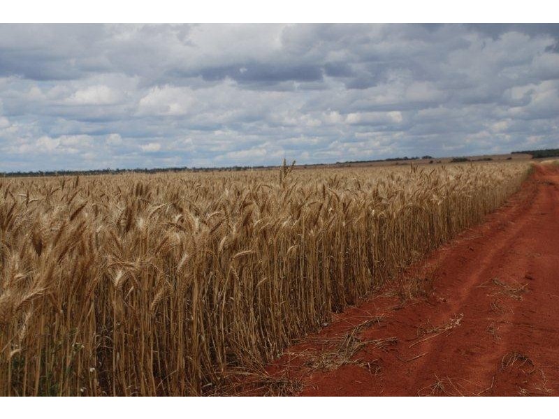 Perenjori WA 6620